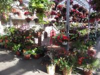 greenhouse 2012 040